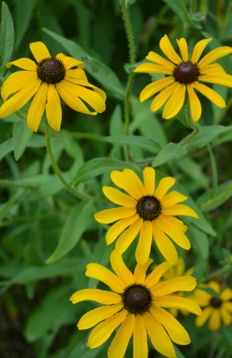 Black-Eyed Susan - Sweet (Rudbeckia subtomentosa)